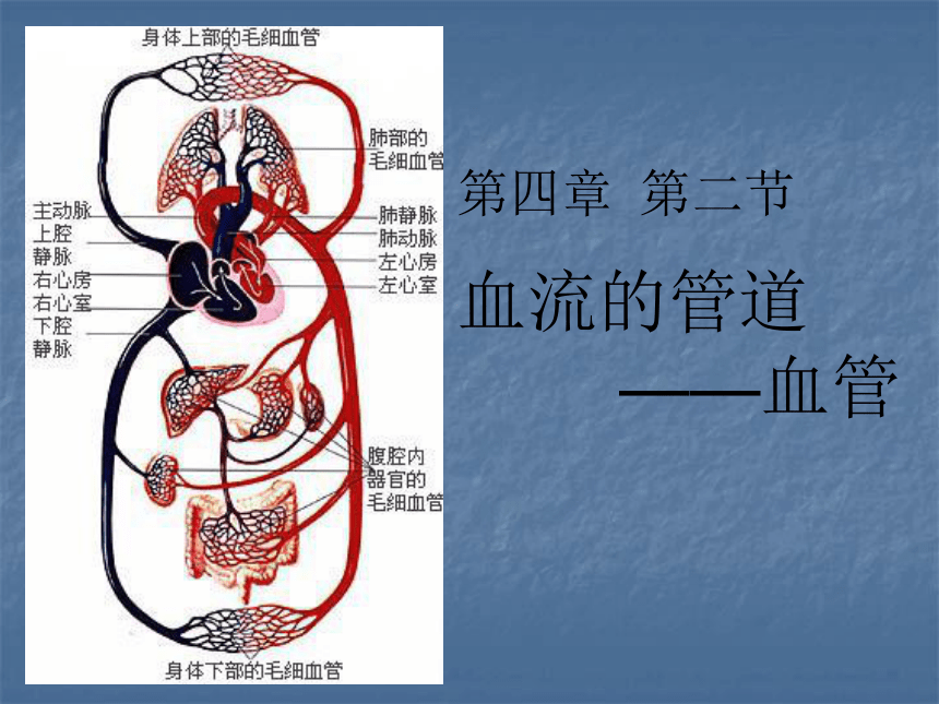 人教版七年级生物下册第四单元第四章第二节血流的管道——血管（共24张PPT）