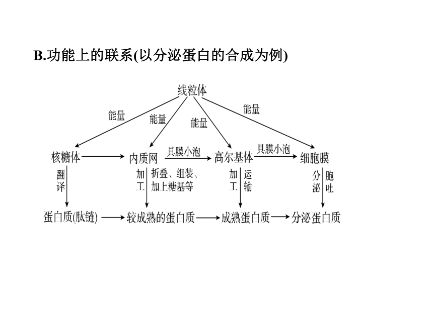 浙江省温州市平阳三中2012-2013学年高二生物《细胞结构》复习课件