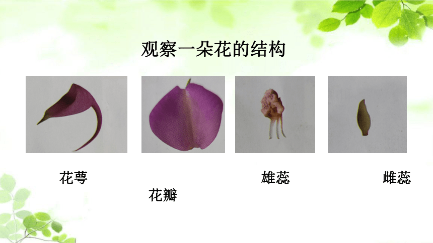 凤仙花的雄蕊和雌蕊图片