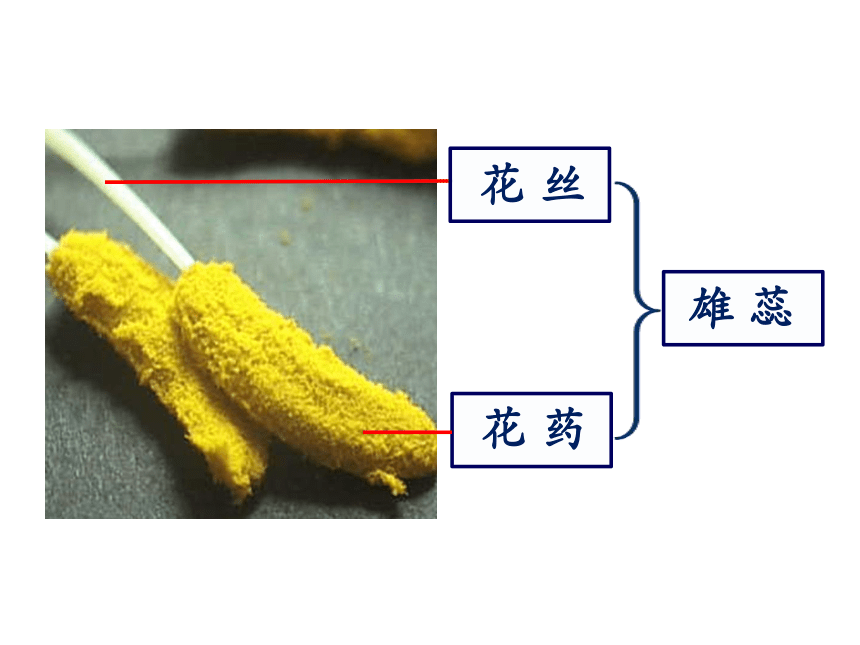 植物的开花和结果(共22张PPT)