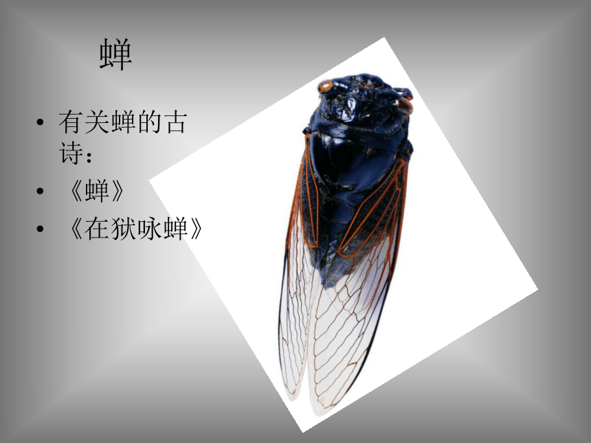 短文两篇（蝉、贝壳）