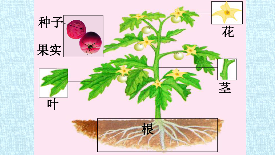 冀教版七年级生物上册：第三章  形形色色的植物  复习课件(共51张PPT)