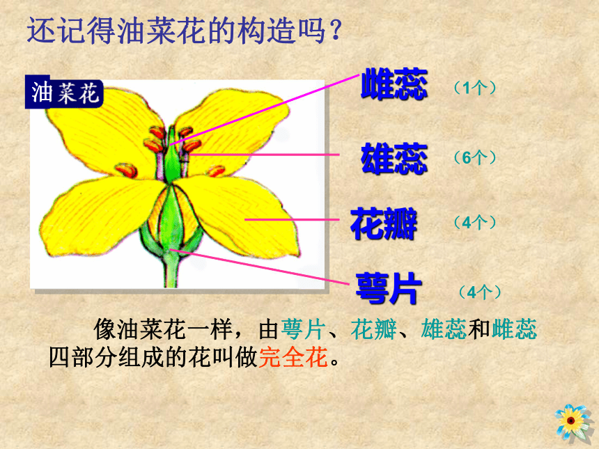 《各种各样的花》课件1