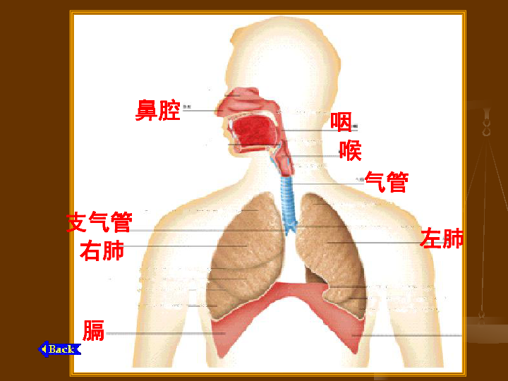 呼吸道对空气的处理下学期