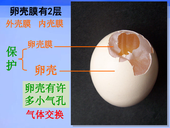 鸡胚结构图片