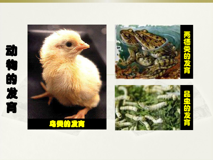 苏科版八年级上册生物  20.2动物的发育 课件( 23张PPT)