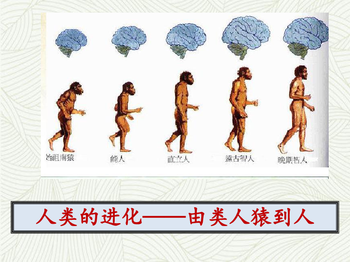 部编版七上第1课 中国早期人类的代表——北京人 课件（37张ppt）
