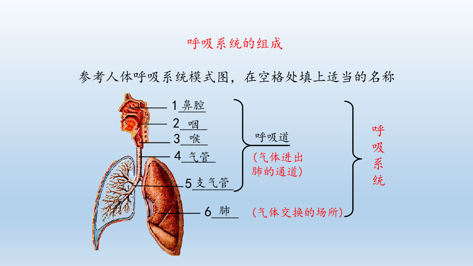 冀教版生物七年级下册311呼吸道和肺的功能课件共26张ppt