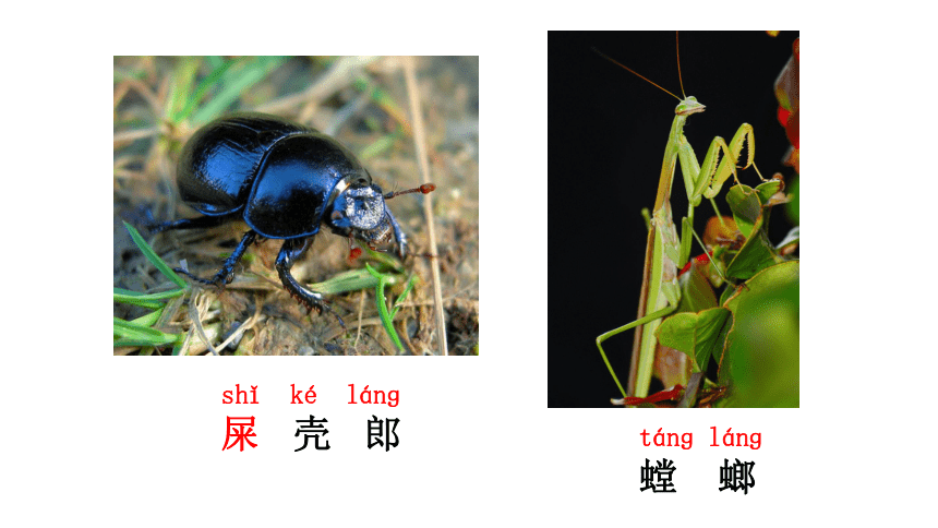 2022年部编版二年级下册语文我是一只小虫子精编课件