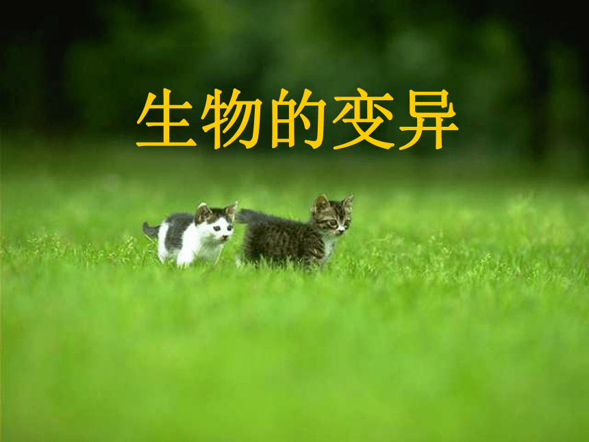 生物的变异[下学期]