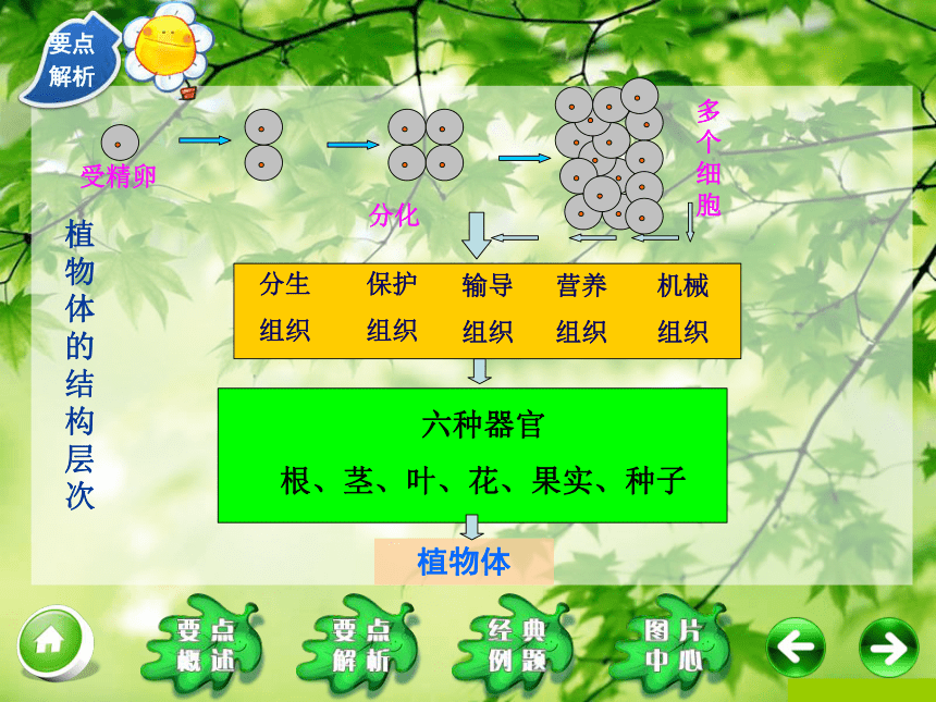 绿色开花植物器官图片