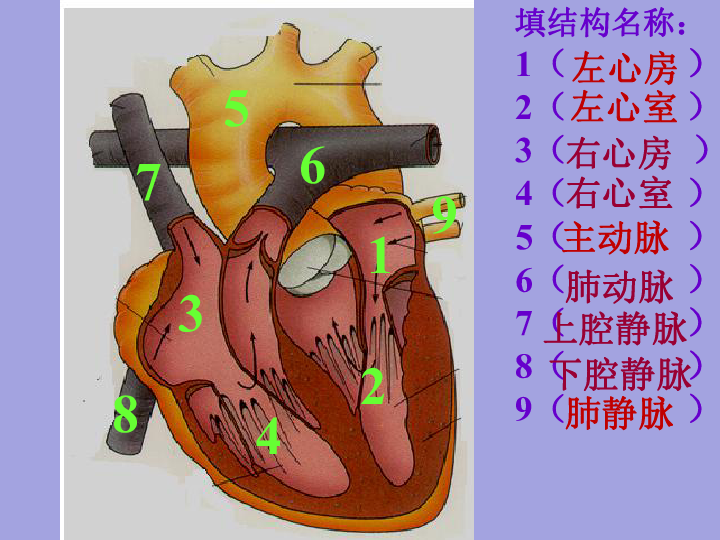 心脏16节段图图片