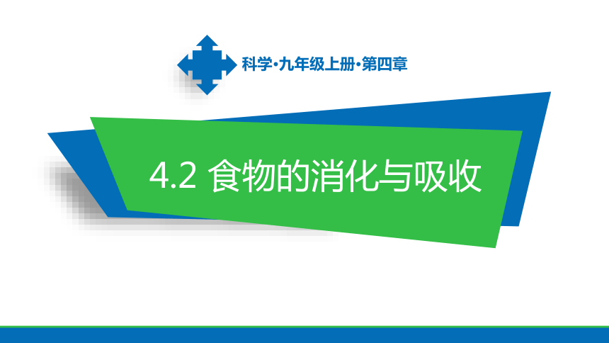 4.2食物的消化与吸收 课件(共15张PPT)