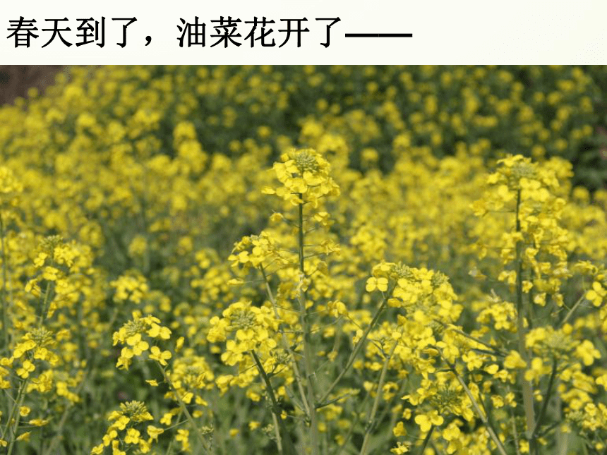 1油菜花开了 课件