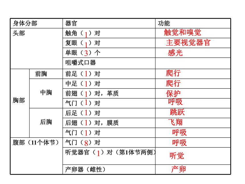 解剖蝗虫课件