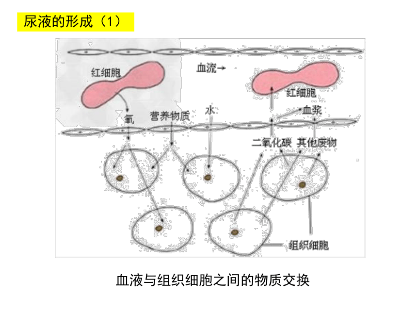 6 代谢废物的排出 课件