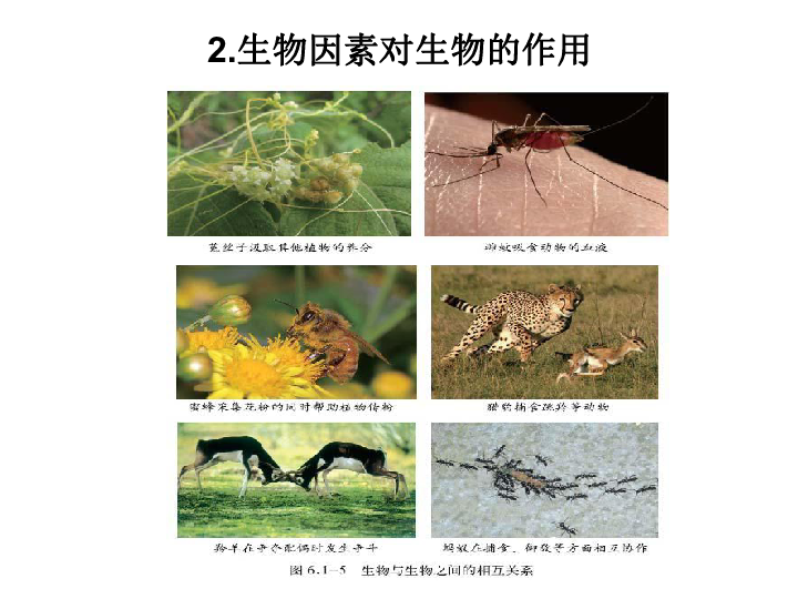 第六单元 生物与环境  第1、2章复习课件（共61张PPT）