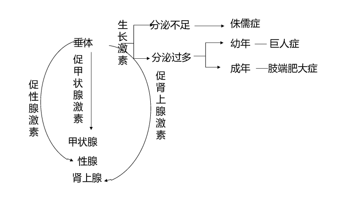 2人體的激素調節精品課件(2課時 共61張ppt)