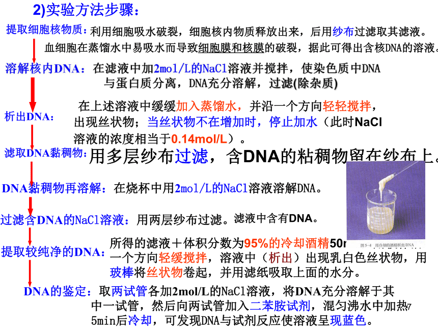 人教版选修1专题5课题1DNA的粗提取和鉴定（共30张PPT）