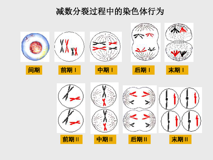 高中生物北师大版必修二第二章第1节减数分裂中的染色体行为 (共28张PPT)