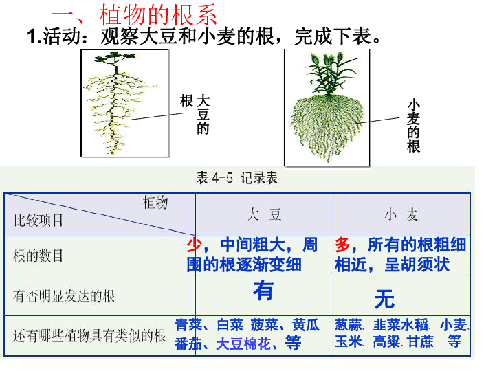 4.3 植物的根与物质吸收（2课时）  (课件 54张ppt)
