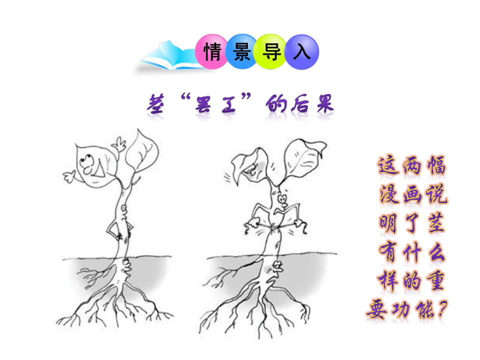 苏科版初中生物七年级上册 3.5.4 植物茎的输导功能 课件(共35张PPT)