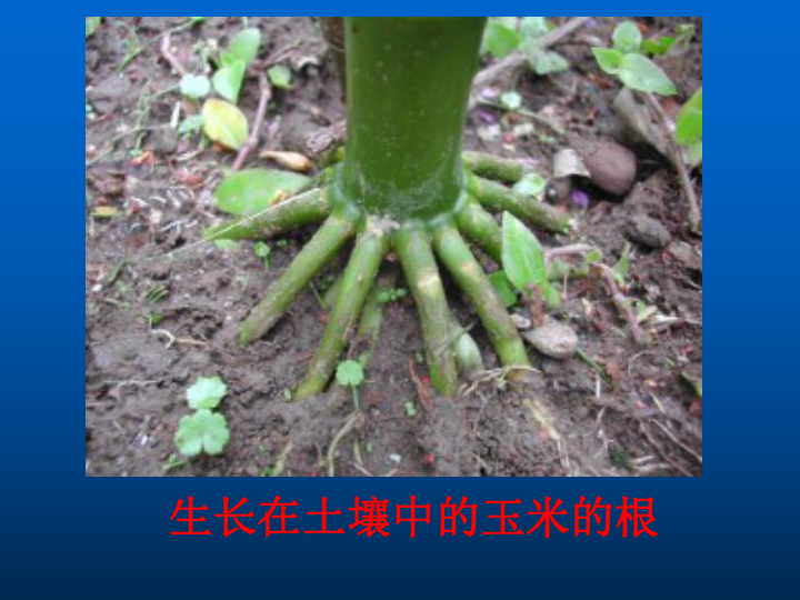 苏科版七上生物 3.4.2绿色植物的生长需要水和无机盐 课件 (35张PPT)