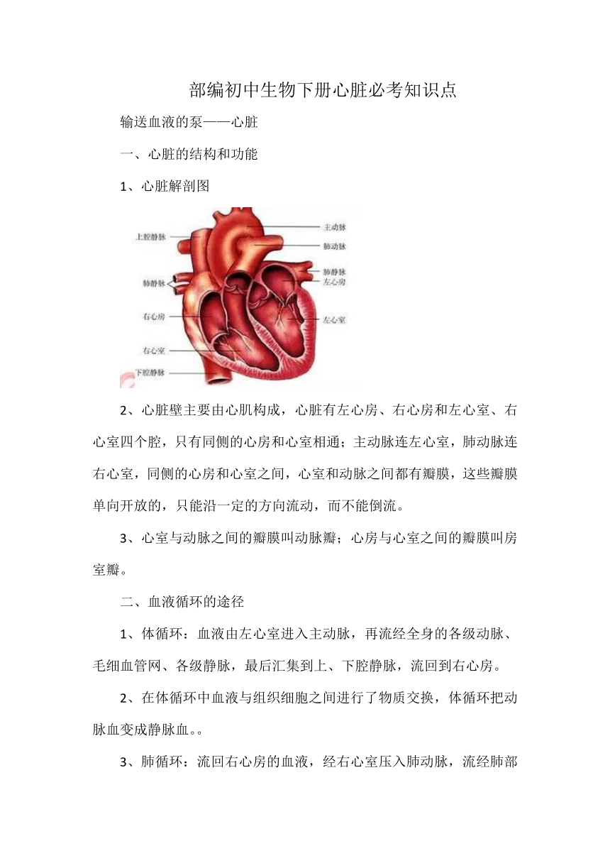 生物心脏结构图知识点图片