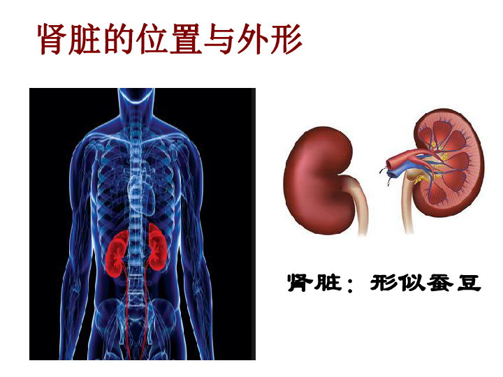 第五章 人体内废物的排出课件（24张PPT）