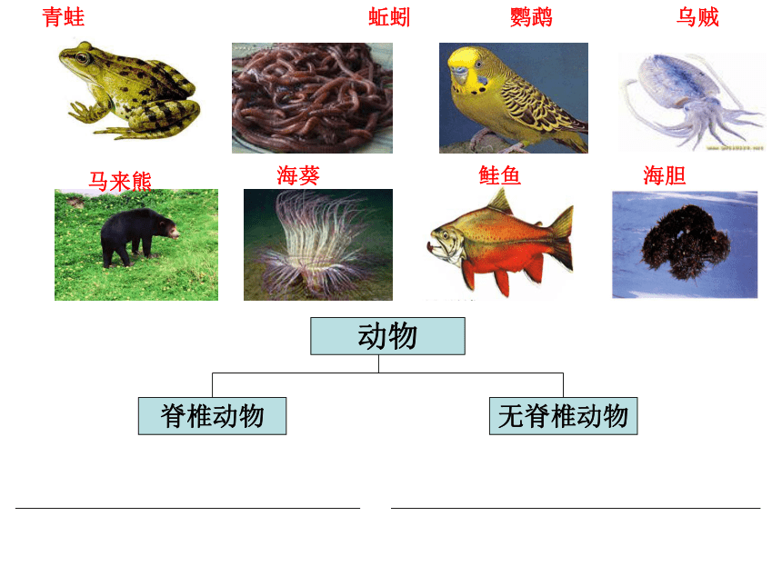 2.3 分类-动植物的分类(课件 22张PPT）