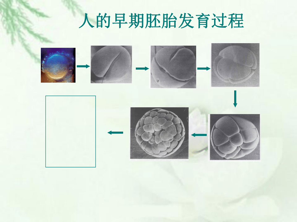 第一节 细胞 课件（21张PPT）