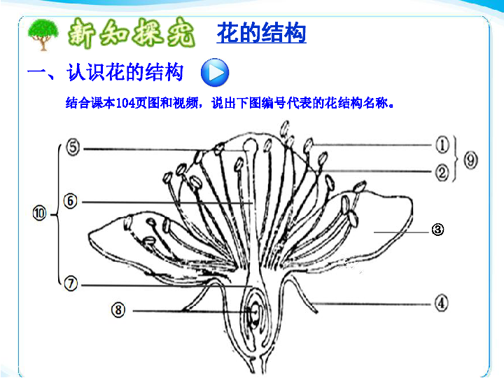 《开花和结果》课件(共38张PPT)