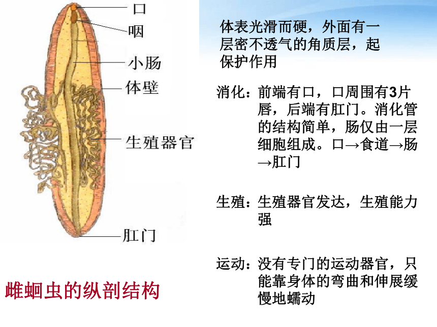 人教版生物八年上 第一章第二节线形动物和环节动物