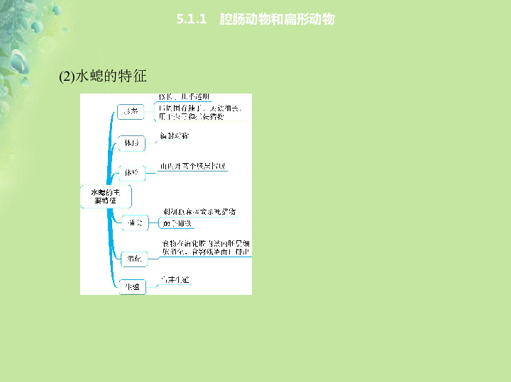 5.1.1腔肠动物和扁形动物课件（新版）新人教版