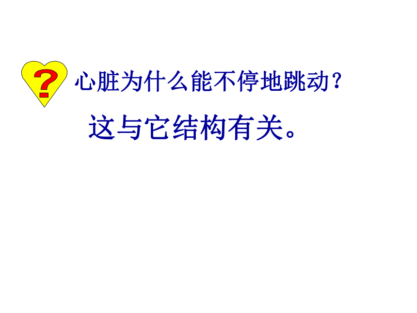 人教版七年生物下册第四章第三节_输送血液的泵——心脏（第一课时）课件(共34张PPT)