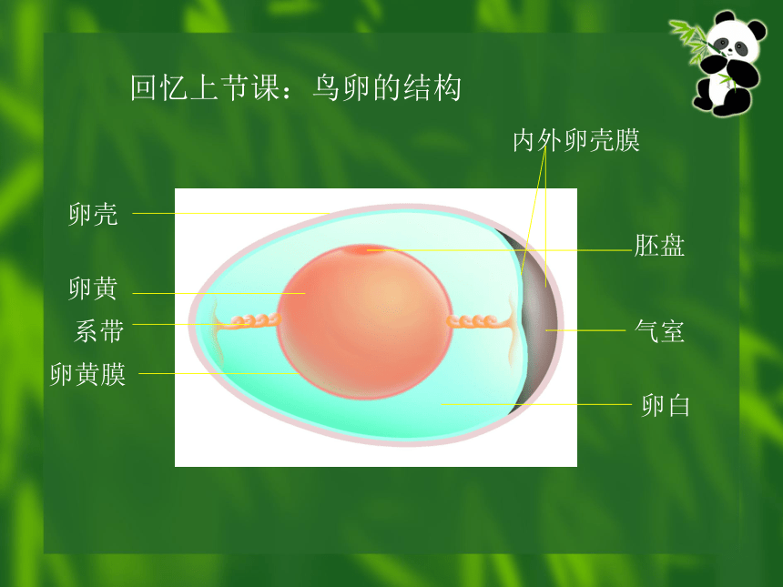 二胚层胚盘的形成图片图片