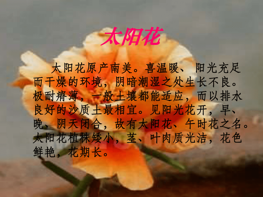 《种一片太阳花》课件