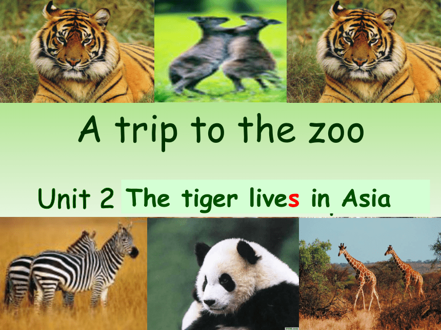 七年级上>Module 6 A trip to the zoo>Unit 2 The tiger lives in Asia