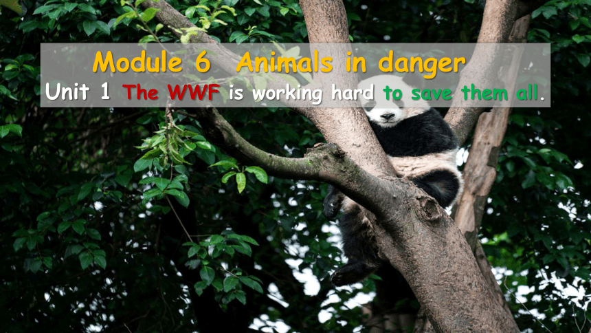 module-6-unit-2-the-wwf-is-working-hard-to-save-them-all-21