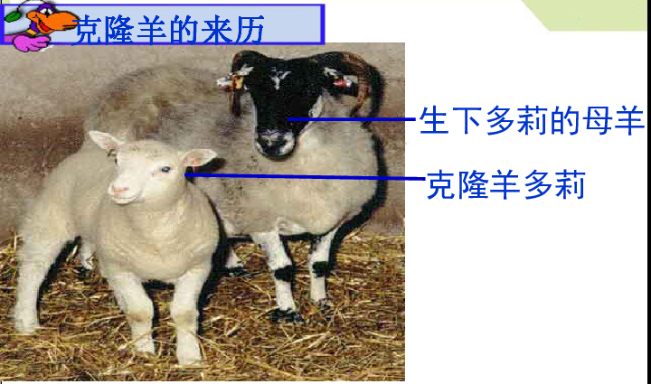 羊的B是什么样子图片
