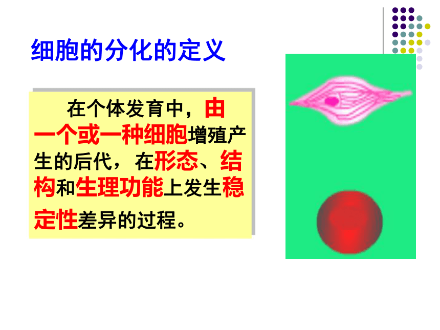 細胞的分化,衰老,凋亡和癌變下載-生物學-21世紀教育網