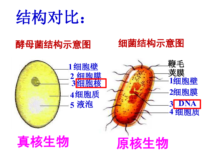 菌核结构图图片