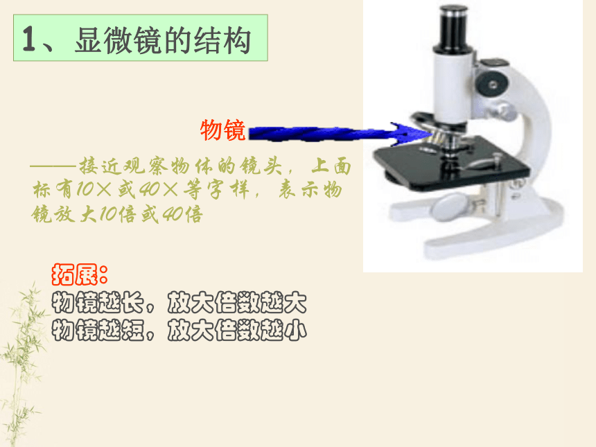 人教版七年级生物上册课件2.1.1 练习使用显微镜 （共36张PPT）