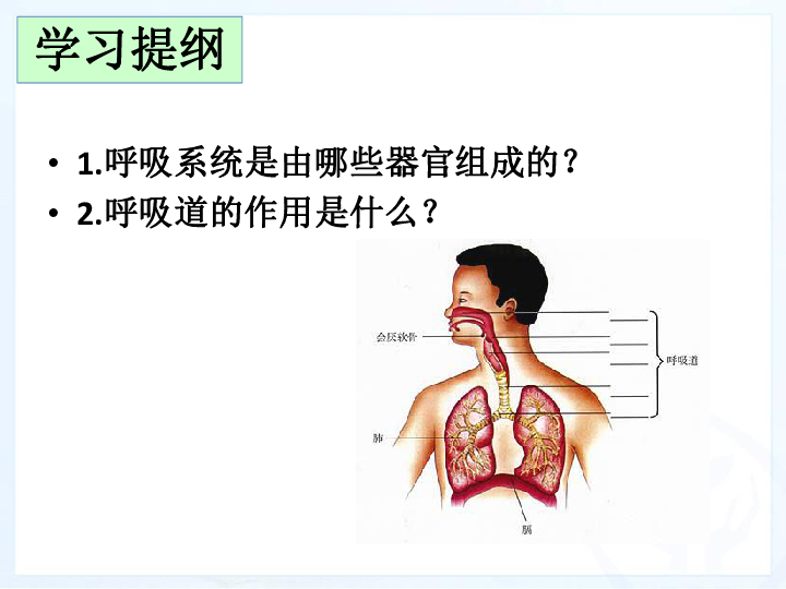 人教版七下生物 3.1呼吸道对空气的处理 课件 (共38张PPT)