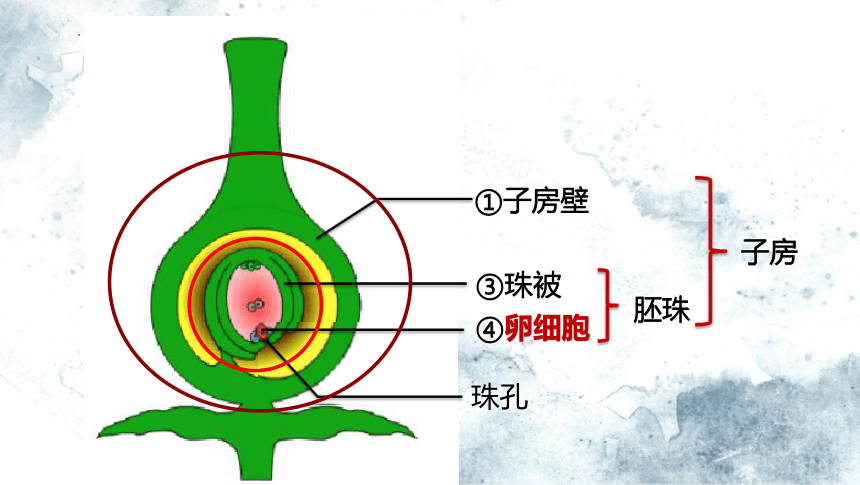 2植物的有性生殖课件