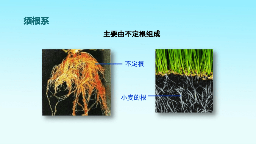 風媒花蟲媒花變態葉網狀脈平行脈葉脈鬚根系直根系完全葉:葉片,葉柄和