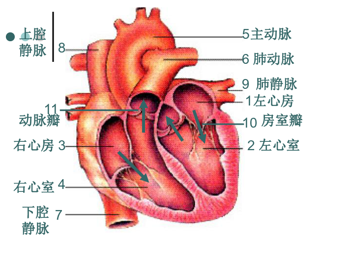 心脏结构图并带名称图图片