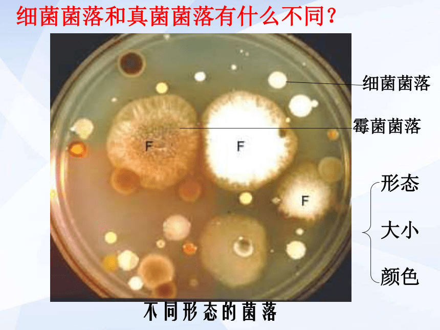 5.4.1细菌和真菌的分布 课件1