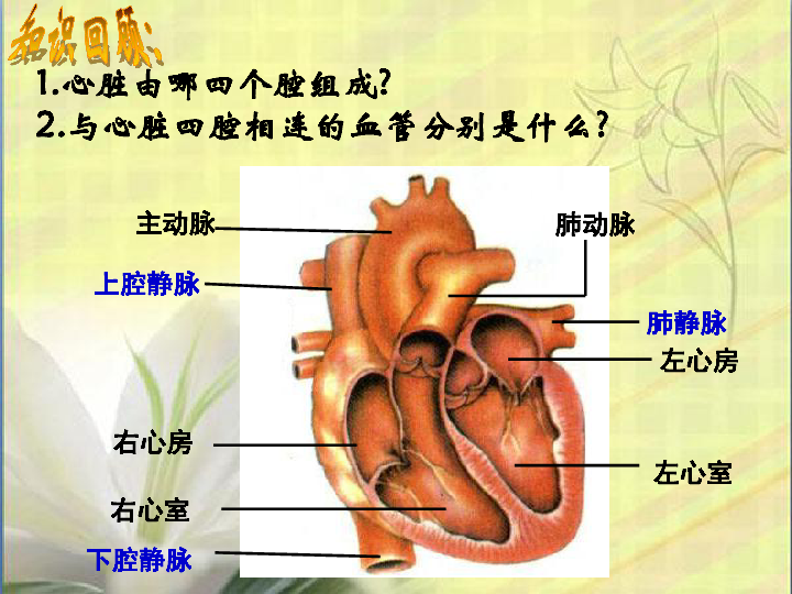 冀教版七下生物 2.3物质运输的路线 课件(21张PPT)