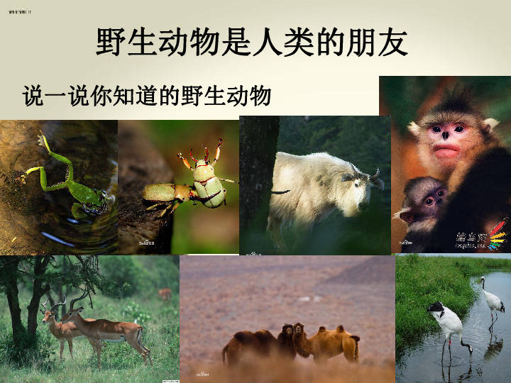 第8课 珍爱野生动物课件（34张幻灯片）